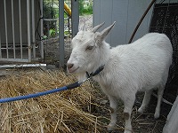 近頃のサチエル