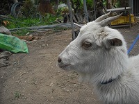 近頃のサチエル