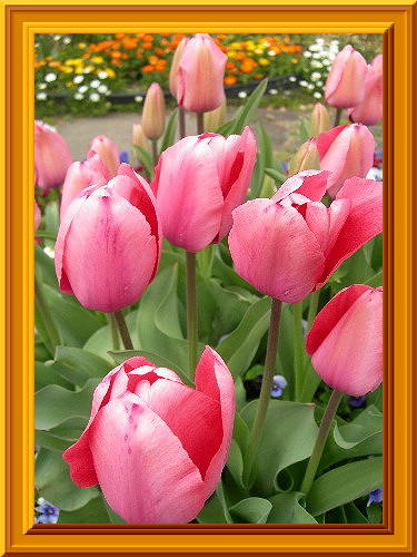 ♪♪♪♪♪～チューリップの花が～♪♪♪♪♪
