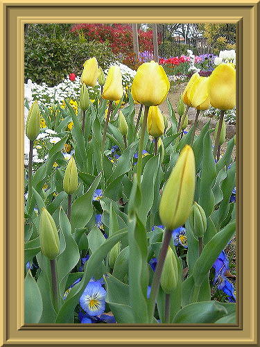 ♪♪♪♪♪～チューリップの花が～♪♪♪♪♪