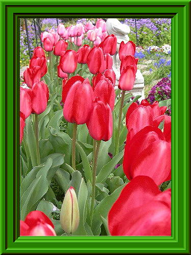 ♪♪♪♪♪～チューリップの花が～♪♪♪♪♪