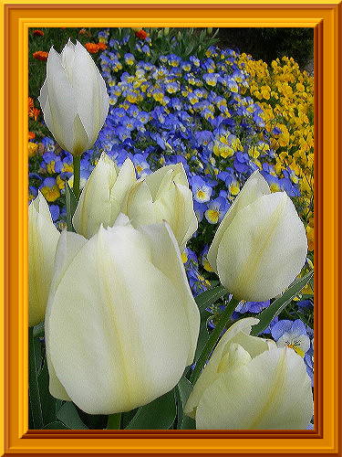 ♪♪♪♪♪～チューリップの花が～♪♪♪♪♪