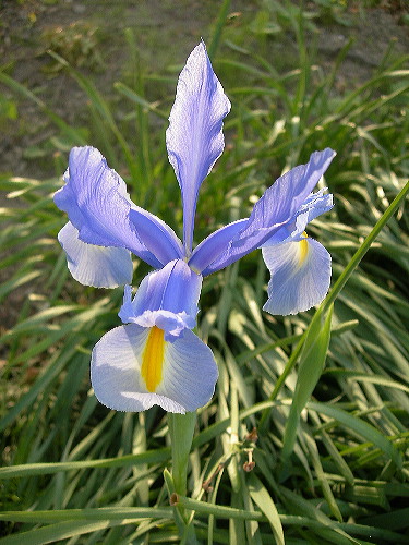 芳川沿いで出会った花花