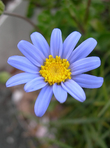 芳川沿いで出会った花花