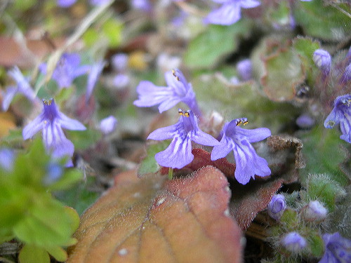 芳川沿いで出会った花花