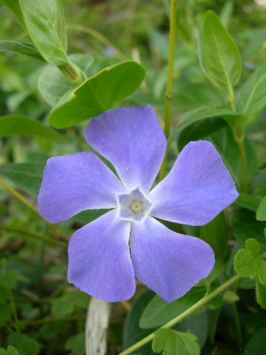 芳川沿いで出会った花花