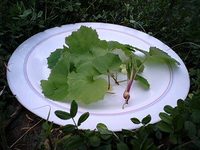 奥庭からの贈り物♪ 2009/02/17 06:54:46