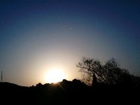 ふきのとう♪ 2009/02/22 11:57:21