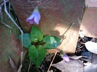 春の便り♪ 2009/03/11 22:14:33