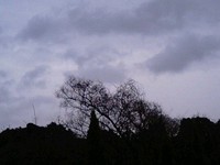 雨の中☆鶯が囀ります♪ 2009/03/14 09:57:32