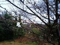 2009/3/20☆雨間の山桜♪ 2009/03/21 18:00:40