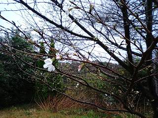 2009/3/20☆雨間の山桜♪