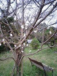 雨の日の桜も素敵♪ 2009/03/22 10:17:07