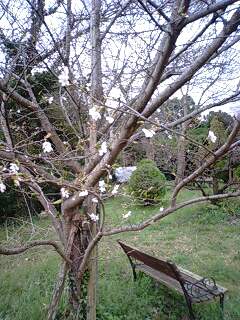 雨の日の桜も素敵♪