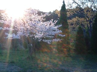 2009/4/2☆日の出＆桜