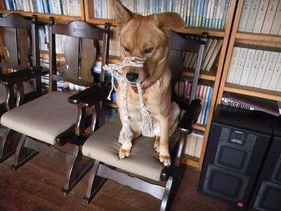 2010/3/7★モカは雨が嫌い？？？