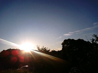 暑いですが。。。蝉の声で、今日も元気！