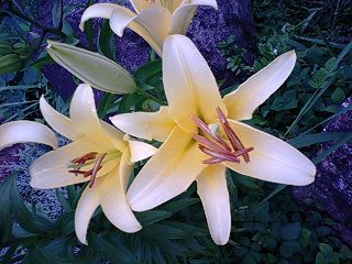 ７月になりました。