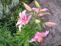 雨の中の開花♪ 2008/07/18 06:57:02