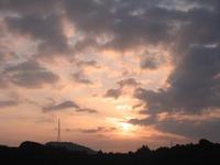 キクイモの花が咲き始めました♪ 2008/10/03 07:17:43