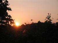 キクイモの花が美しい朝☆10/4 2008/10/06 06:47:05