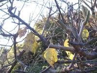 奥庭の紅葉♪ 2008/12/01 07:16:17
