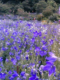 いよいよお盆です。今日は墓参りツアーです。 2006/07/11 15:35:00