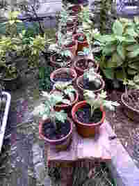 菊の育成 2006/05/27 14:16:00