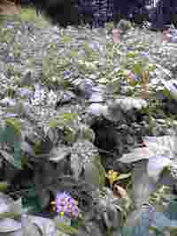 収穫３ 2006/06/01 19:06:00