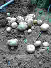 収穫２ 2006/05/31 21:59:00