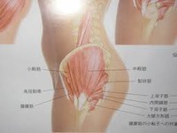 明日のために　其の弐拾弐　～次のステップ中殿筋～ 2012/01/20 00:05:14