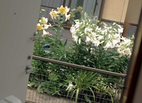ドアの向こう側 2010/07/08 13:03:51