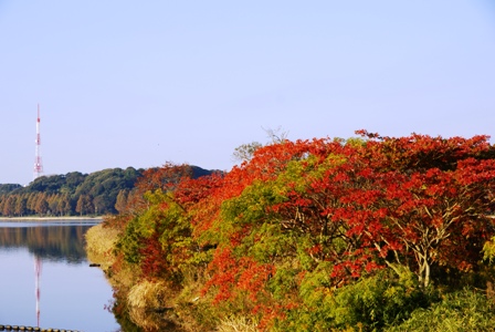 紅葉と青空