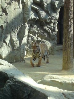 日本平動物園ﾘﾆｭｰｱﾙ