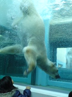 日本平動物園ﾘﾆｭｰｱﾙ