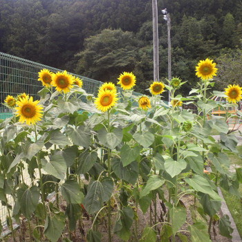 ひまわり咲きました！