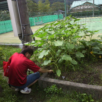 ひまわり里親プロジェクト
