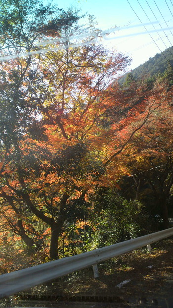 紅葉ってきれいですね。