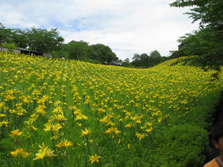 可睡ゆりの園