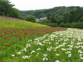 可睡ゆりの園