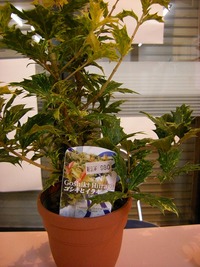 素敵な植物が沢山のｂoqさんへ【豊橋市曙町】