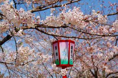 豊橋公園の桜