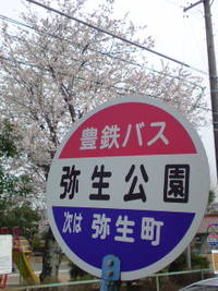 弥生公園の桜