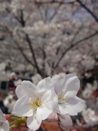喫茶店クラシカルさんの桜
