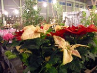 素敵な植物が沢山のｂoqさんへ【豊橋市曙町】