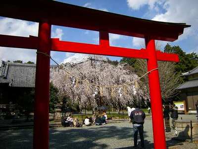 野依八幡社のシダレザクラ・昼の部