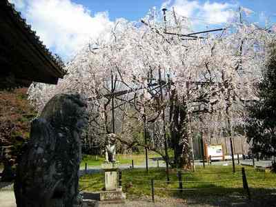 野依八幡社のシダレザクラ・昼の部