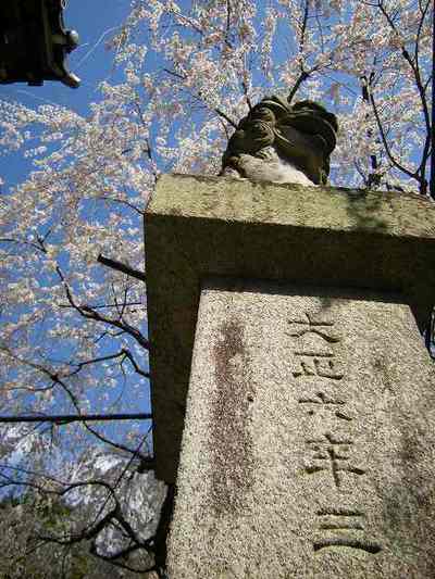 野依八幡社のシダレザクラ・昼の部