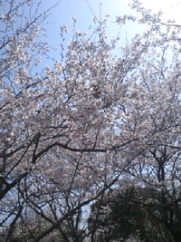 春ですね！！ 2012/04/03 08:51:56