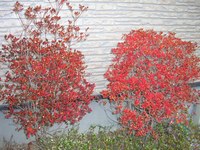 紅葉！